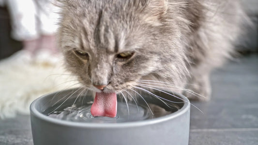 Cat drinking a lot of water