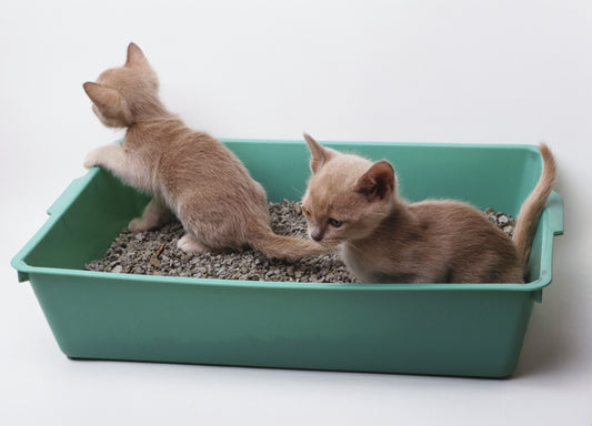 can cats share a litter box