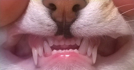 How Many Adult Teeth Do Cats Have? A Feline Dental Guide