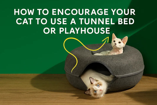How to Encourage Your Cat to Use a Tunnel Bed or Playhouse