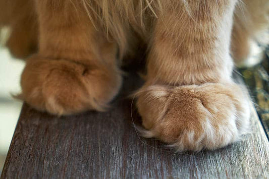 Should You Trim Your Cat’s Paw Hair? Here’s What You Need to Know