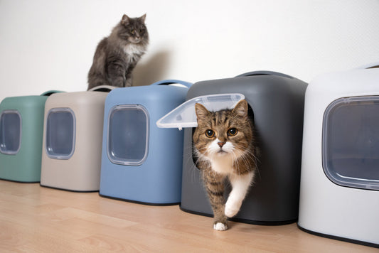 How Many Litter Boxes Do You Need for Multiple Cats? A Complete Guide for Multi-Cat Homes
