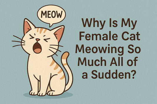 Why is my female cat meowing so much all of a sudden?