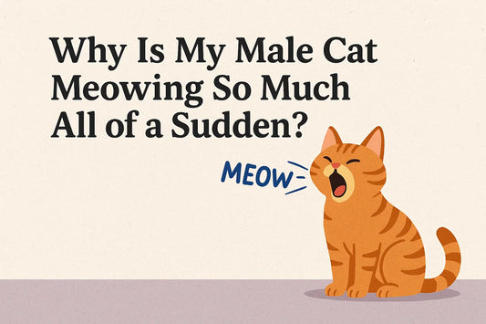 Why Is My Male Cat Meowing So Much All of a Sudden?