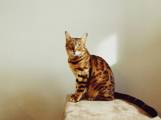 What Cat Breed Is Spotted? 14 Spotted Cat Breed Names, Explained (With Pictures)