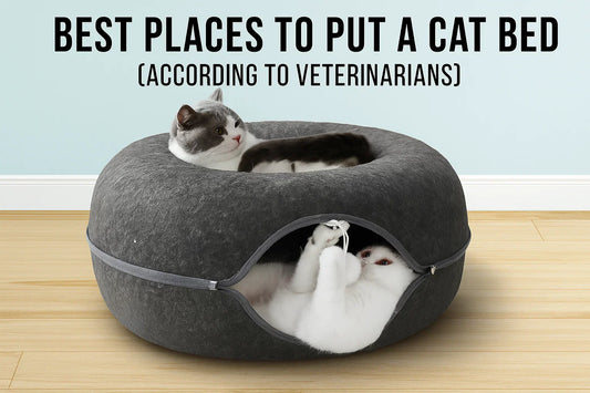 Best Places to Put a Cat Bed (According to Veterinarians)