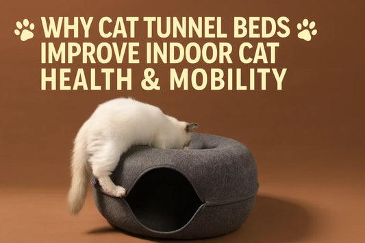 Why Cat Tunnel Beds Improve Indoor Cat Health & Mobility