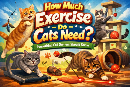 How Much Exercise Do Cats Need? Everything Cat Owners Should Know