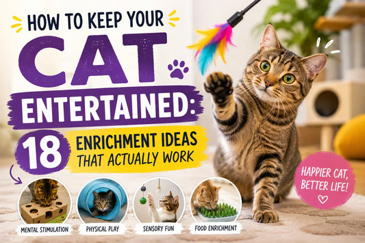 How to Keep Your Cat Entertained: 18 Enrichment Ideas That Actually Work