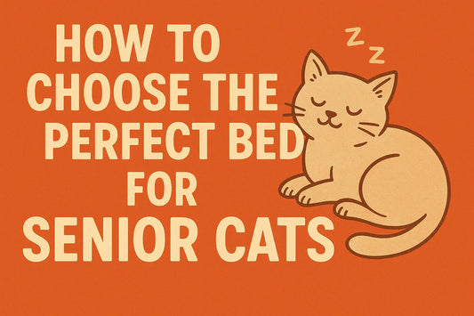 How to Choose the Perfect Bed for Senior Cats