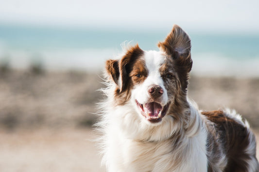 dog smiles while looking at you