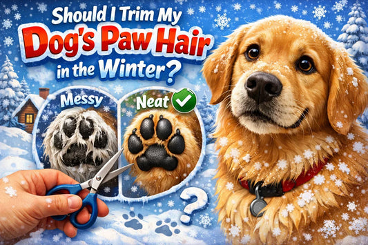 Should I Trim My Dog’s Paw Hair in the Winter?