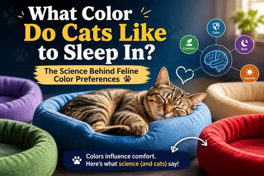 What Color Do Cats Like to Sleep In? The Science Behind Feline Color Preferences